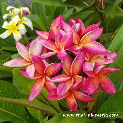 Plumeria JEAN MORAGNE