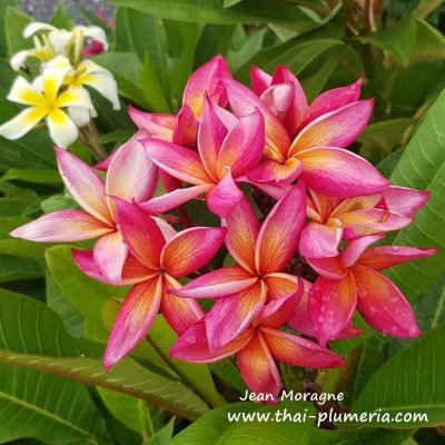 Jean Moragne Plumeria 1