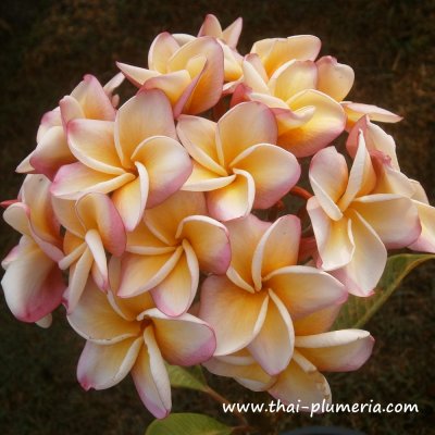 Plumeria JEEB NANG RUM