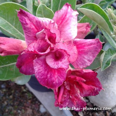 Adenium JINDA VIOLET plant