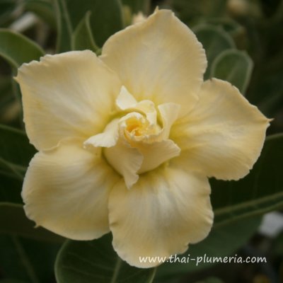 Adenium KANJANA plant