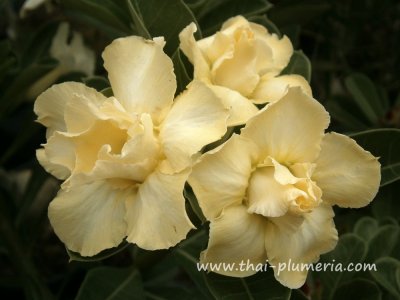 Adenium KANJANA plant