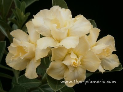 Adenium KANJANA plant