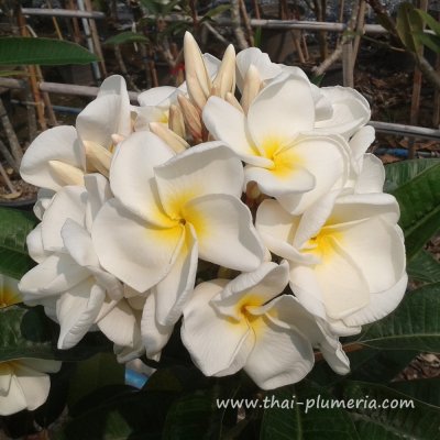 Plumeria KANJANAPON