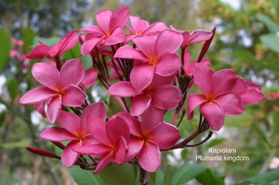 Plumeria seeds KAPIOLANI