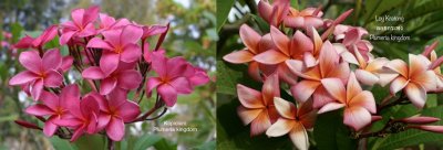 Plumeria 50 seeds #5 Free shipping