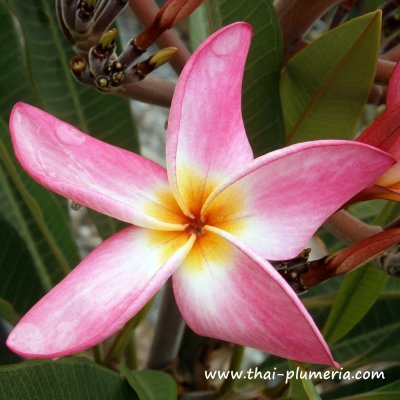 Plumeria KALAKAUA STAR plant