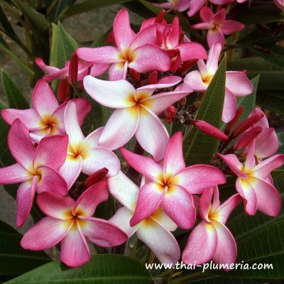 Plumeria KALAKAUA STAR