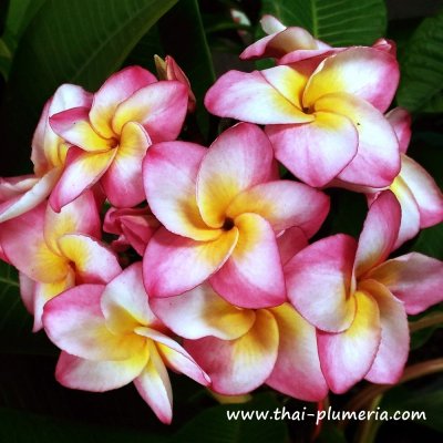 Plumeria KASED SILP