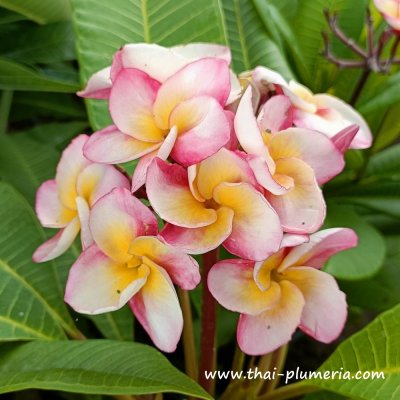 Plumeria KASED SILP plant