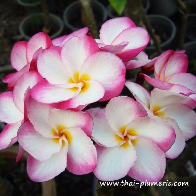 Plumeria KASEM DELIGHT