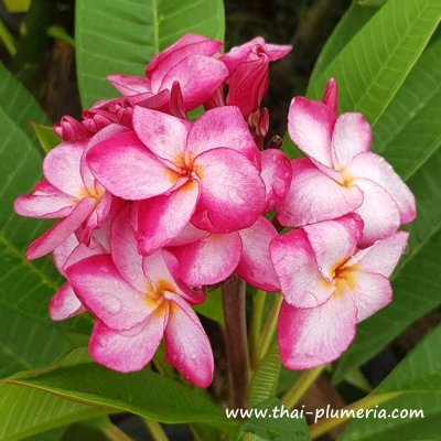 Plumeria KASEM DELIGHT plant