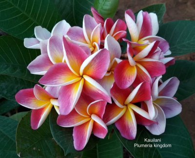 Kauilani