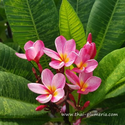 Variegated Plumeria KAWARW