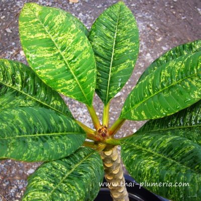 Variegated Plumeria KAWARW plant