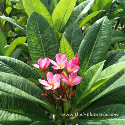 Variegated Plumeria KAWARW