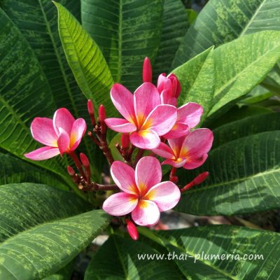 Variegated Plumeria KAWARW plant