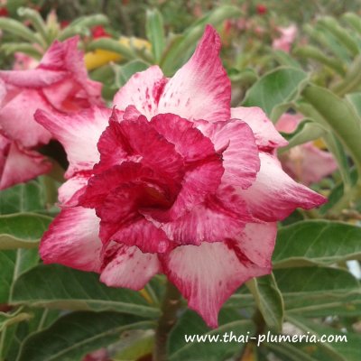 Adenium KAWARW VIOLET plant