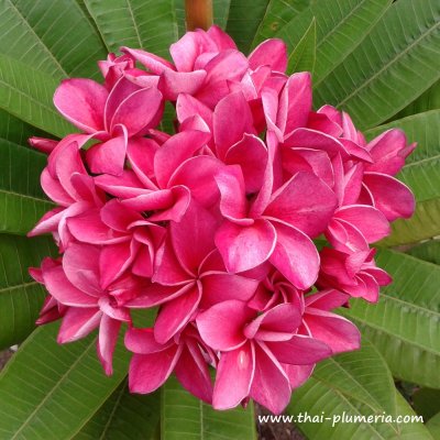 Plumeria KIMI MORAGNE plant