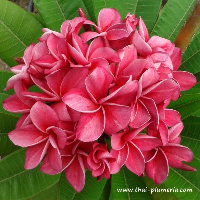 Plumeria KIMI MORAGNE