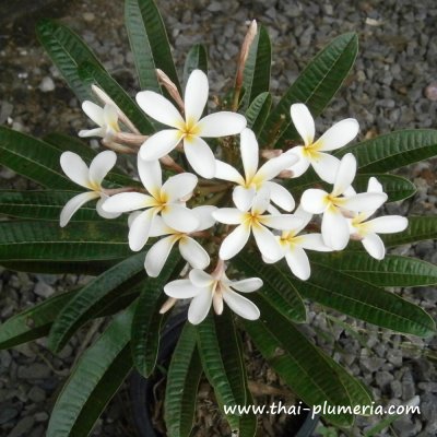 Dwarf Plumeria KLET MANEE