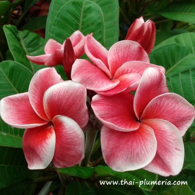 Plumeria KLET TABTIM