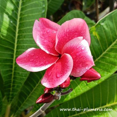 Plumeria KLETTABTIM plant