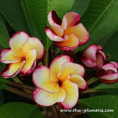 Plumeria KRIT'S DELIGHT plant