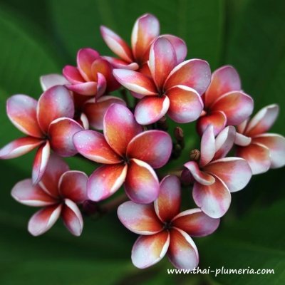 Plumeria KRIT'S VIOLET