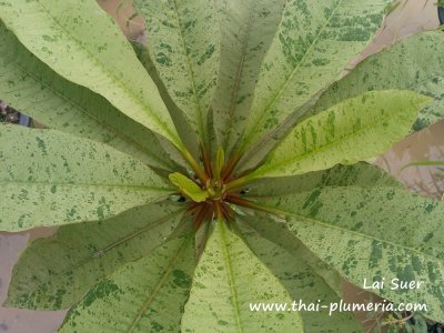 Variegated plumeria Lai Suer