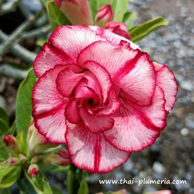 Adenium LAI THAI  plant