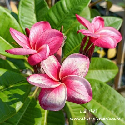 Plumeria Lai Thai