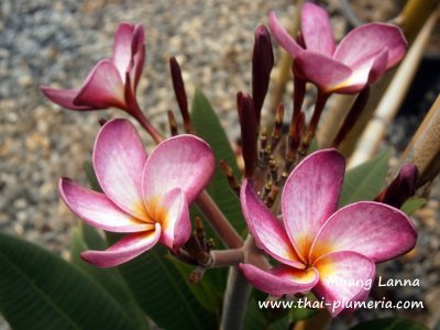 Muang Lanna plumeria