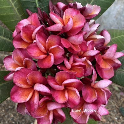 Plumeria Lava Bloom