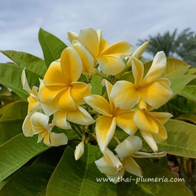 Plumeria THORNTON LEMON DROP plant