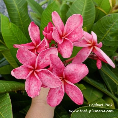 Plumeria LOPBURI PINK