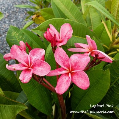 Plumeria LOPBURI PINK plant