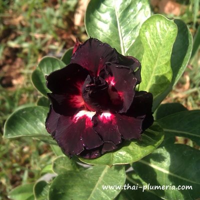 Adenium LOVELY BLACK plant