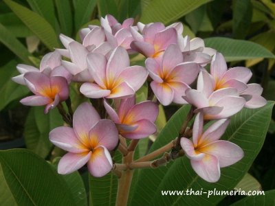 Plumeria LUCKY PURPLE