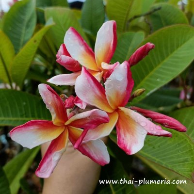 Semi Di Plumeria (Frangipani/Pomelia) Varietà 'Madam Rainbow' - 4 Semi Per Coltivazione, Pianta Tropicale Profumata