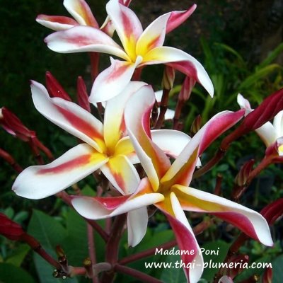 Plumeria Madame Poni