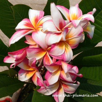 Plumeria MADAME RAINBOW plant