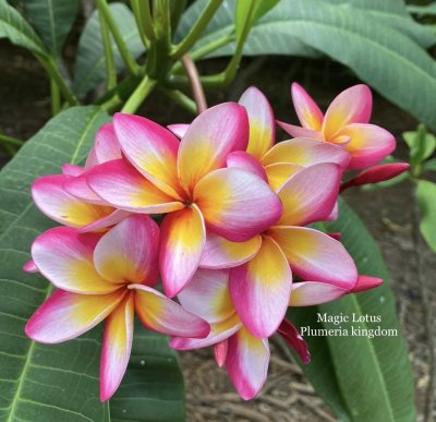 Magic Lotus