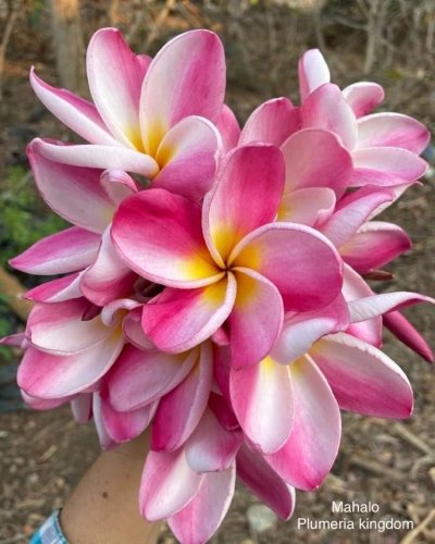Mahalo