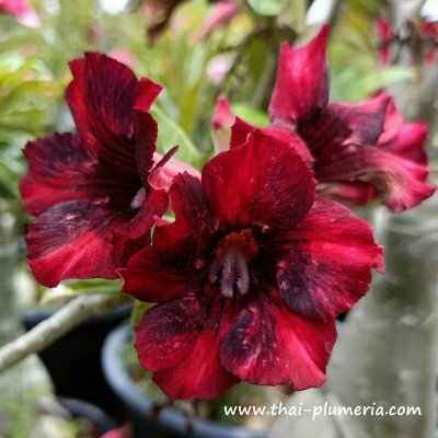 Adenium MANG KHUD plant