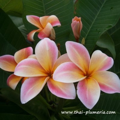 Plumeria MARDI GRAS