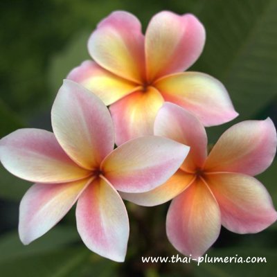 Plumeria MARDI GRAS plant