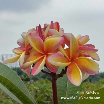 Plumeria plant MAUI RAINBOW