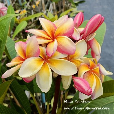 Plumeria Maui Rainbow