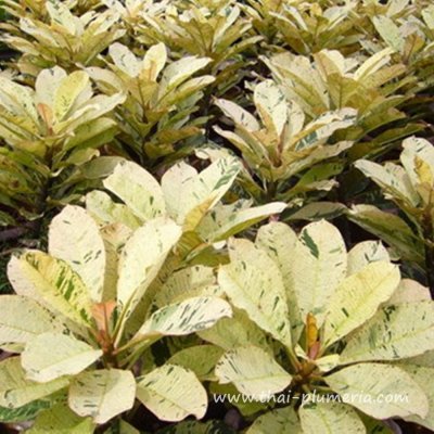 Variegated Plumeria MAYA plant